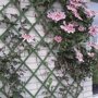 Clematis aan Nature klimrek groen kunststof